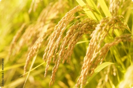 ◇ 令和６年産主食用米需給に「再び緩む可能性」浮上、作付意向「増加」11県←５県