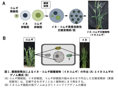 ◇ イネのミトコンドリアを持つ新しいコムギ