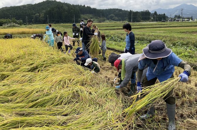 ◇ 新潟ケンベイ「親子稲刈りツアー」、20組64人が参加