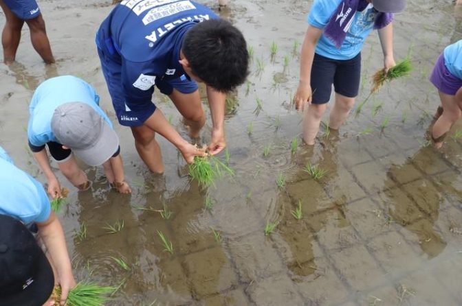 全農秋田県本部×ブラウブリッツ秋田、田植え体験イベント参加者募集中