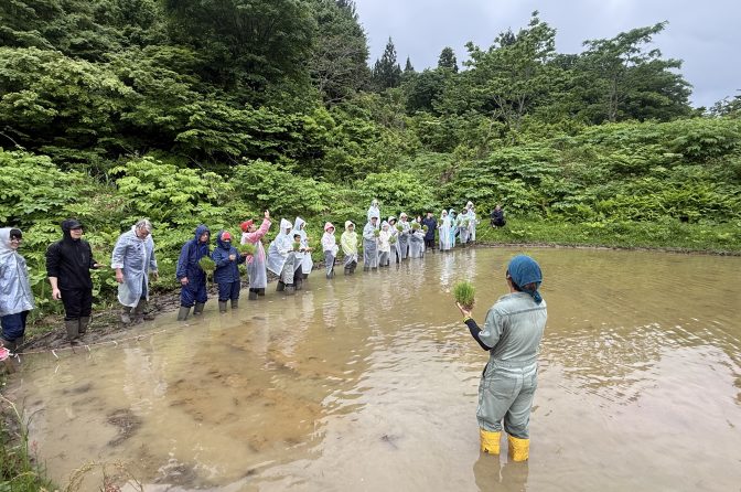 ヤマタネが株主と棚田保全、十日町で田植えイベント